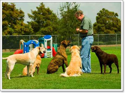 Dogilike.com :: สุดยอดเทคนิค! ขจัดปัญหาการเลี้ยงน้องหมาร่วมกับสัตว์ตัวอื่น