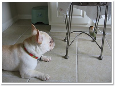 Dogilike.com :: สุดยอดเทคนิค! ขจัดปัญหาการเลี้ยงน้องหมาร่วมกับสัตว์ตัวอื่น