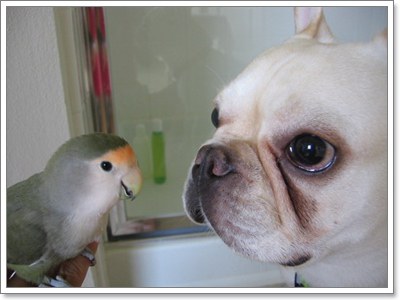 Dogilike.com :: สุดยอดเทคนิค! ขจัดปัญหาการเลี้ยงน้องหมาร่วมกับสัตว์ตัวอื่น