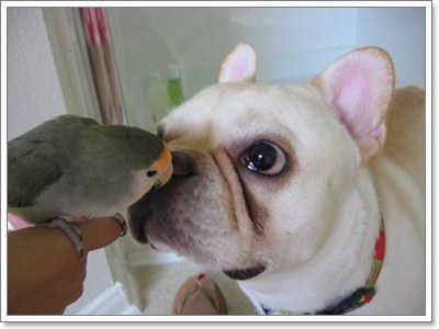 Dogilike.com :: สุดยอดเทคนิค! ขจัดปัญหาการเลี้ยงน้องหมาร่วมกับสัตว์ตัวอื่น