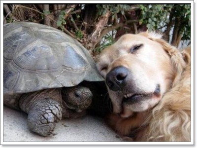 Dogilike.com :: สุดยอดเทคนิค! ขจัดปัญหาการเลี้ยงน้องหมาร่วมกับสัตว์ตัวอื่น