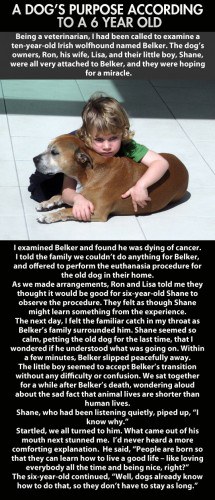 A-Dogs-Purpose-Imgur