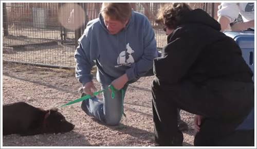 Dogilike.com :: น้ำตาซึม! ภาพการบอกลาครั้งสุดท้ายของชายนักโทษและสุนัขจากบ่อนพนันสุนัข (มีคลิป) Dogilike.com :: น้ำตาซึม! ภาพการบอกลาครั้งสุดท้ายของชายนักโทษและสุนัขจากบ่อนพนันสุนัข (มีคลิป)