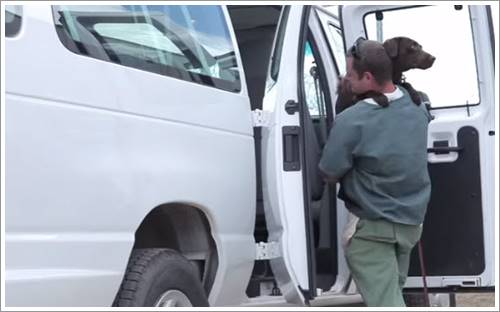 Dogilike.com :: น้ำตาซึม! ภาพการบอกลาครั้งสุดท้ายของชายนักโทษและสุนัขจากบ่อนพนันสุนัข (มีคลิป) Dogilike.com :: น้ำตาซึม! ภาพการบอกลาครั้งสุดท้ายของชายนักโทษและสุนัขจากบ่อนพนันสุนัข (มีคลิป)