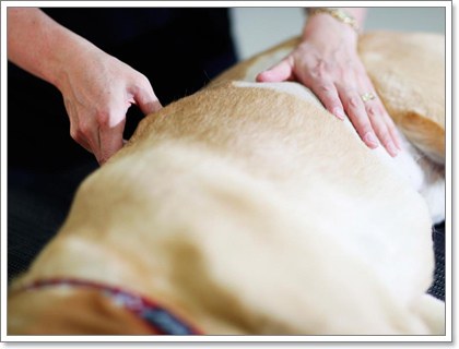 Dogilike.com :: 8 วิธีการทำกายภาพบำบัดน้องหมาได้เองที่บ้าน Dogilike.com :: 8 วิธีการทำกายภาพบำบัดน้องหมาได้เองที่บ้าน