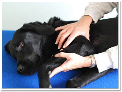 Dogilike.com :: 8 วิธีการทำกายภาพบำบัดน้องหมาได้เองที่บ้าน Dogilike.com :: 8 วิธีการทำกายภาพบำบัดน้องหมาได้เองที่บ้าน