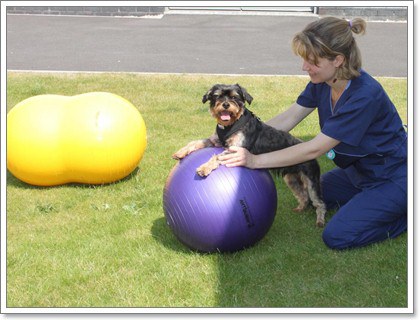 Dogilike.com :: 8 วิธีการทำกายภาพบำบัดน้องหมาได้เองที่บ้าน Dogilike.com :: 8 วิธีการทำกายภาพบำบัดน้องหมาได้เองที่บ้าน