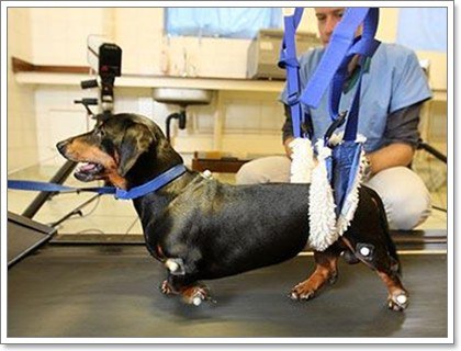 Dogilike.com :: 8 วิธีการทำกายภาพบำบัดน้องหมาได้เองที่บ้าน Dogilike.com :: 8 วิธีการทำกายภาพบำบัดน้องหมาได้เองที่บ้าน