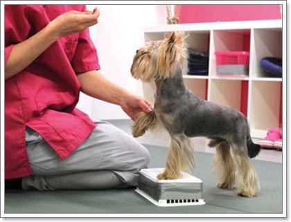 Dogilike.com :: 8 วิธีการทำกายภาพบำบัดน้องหมาได้เองที่บ้าน Dogilike.com :: 8 วิธีการทำกายภาพบำบัดน้องหมาได้เองที่บ้าน