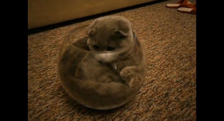 cat-fish-bowl