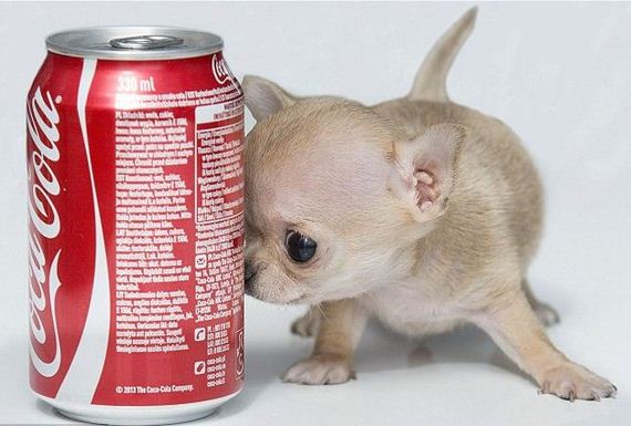 Dogilike.com :: ยลโฉม! เจ้า Toudi ชิวาวาตัวเล็กที่สุดในโลก