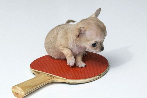 Dogilike.com :: ยลโฉม! เจ้า Toudi ชิวาวาตัวเล็กที่สุดในโลก