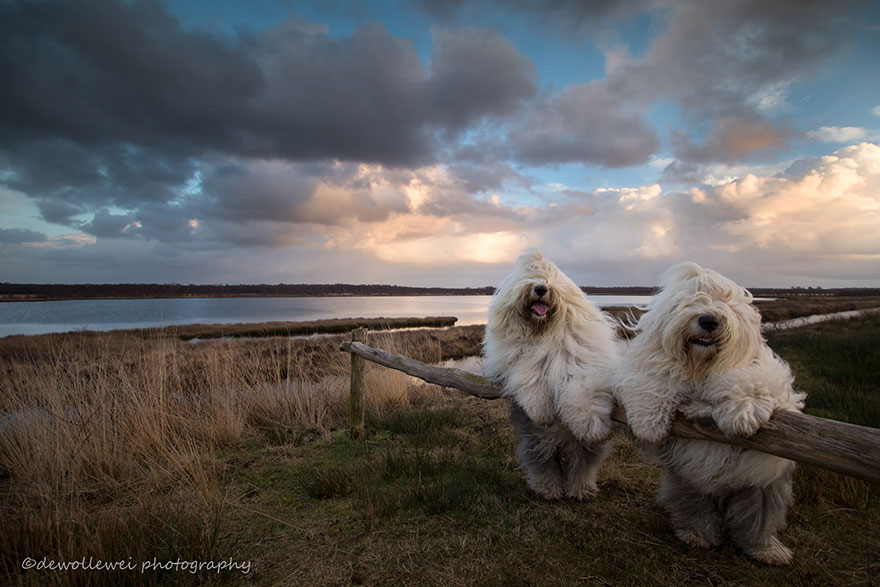 old-english-sheepdog-dog-sisters-sophie-sarah-cees-bol-3