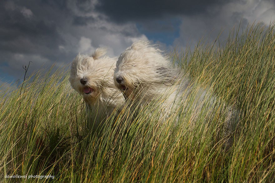 old-english-sheepdog-dog-sisters-sophie-sarah-cees-bol-8