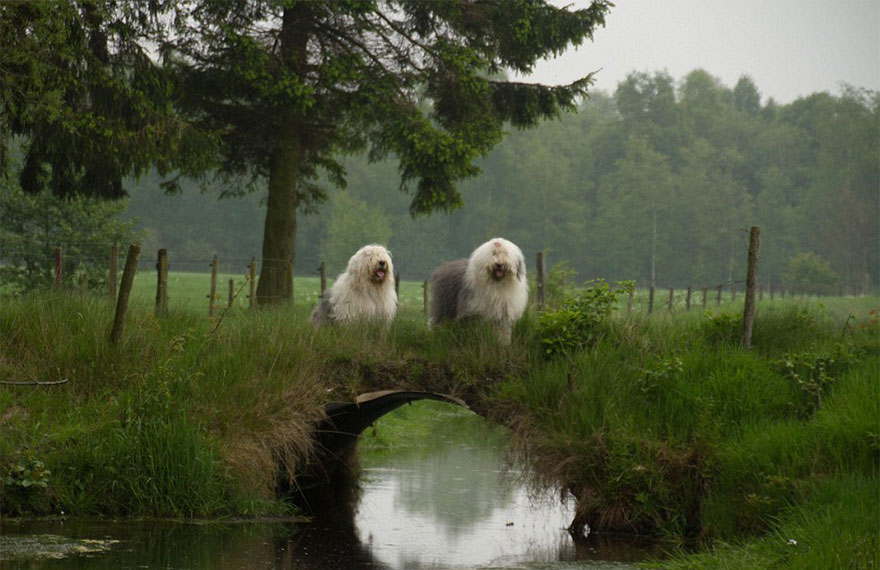 old-english-sheepdog-dog-sisters-sophie-sarah-cees-bol-27