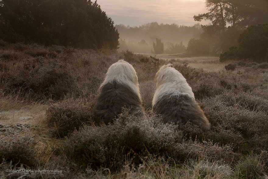 old-english-sheepdog-dog-sisters-sophie-sarah-cees-bol-4