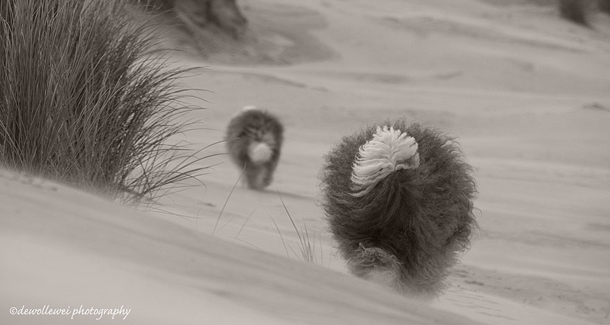 old-english-sheepdog-dog-sisters-sophie-sarah-cees-bol-21