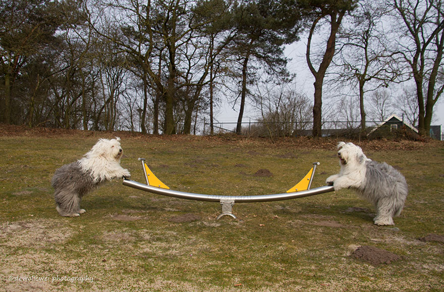 old-english-sheepdog-dog-sisters-sophie-sarah-cees-bol-19