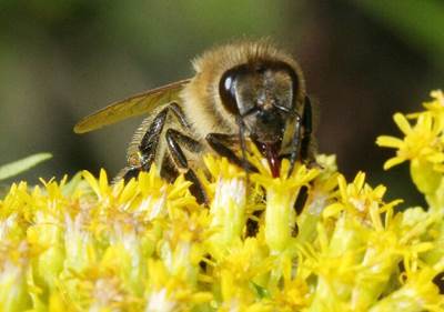 วิธีทดสอบน้ำผึ้ง