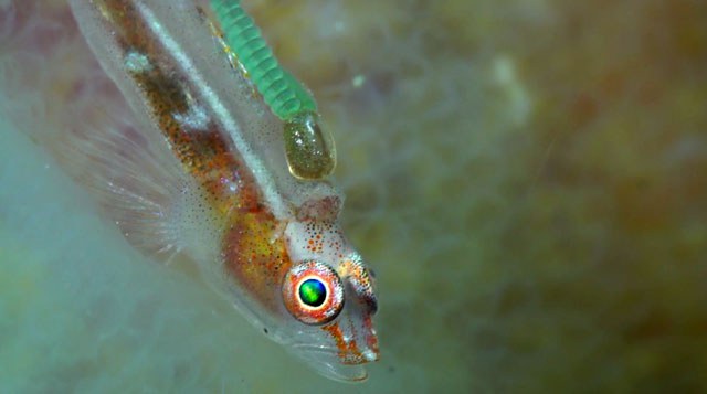 Screen Shot 2015-04-07 at 7.12.48 AM