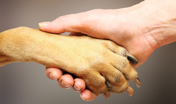 ครั้งแรกในโลก!  จับมือ92ปท. MOU ปฏิญญาการระงับความเจ็บปวดทรมานในสัตว์