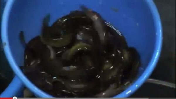 คลิป อาหารเกาหลีปลาสดน้ำซุปเดือด.jpg.jpg