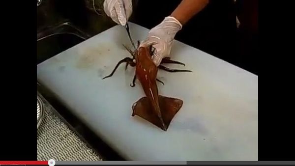 ของแปลก เมนูสยอง หมึกเต้นระบำ.jpg