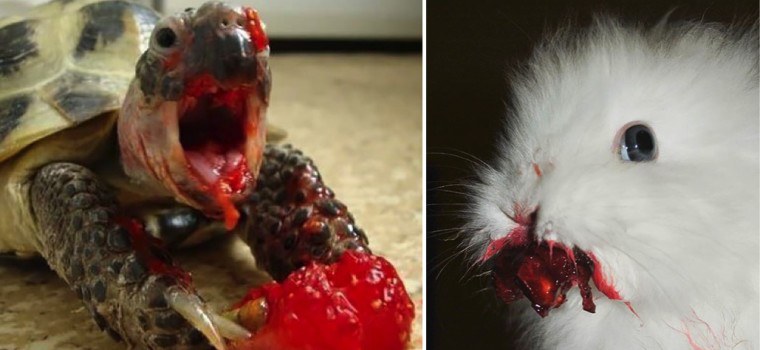 animal berry featured