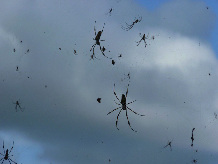 raining spiders