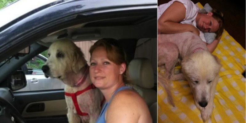 tornado survivor dog featured