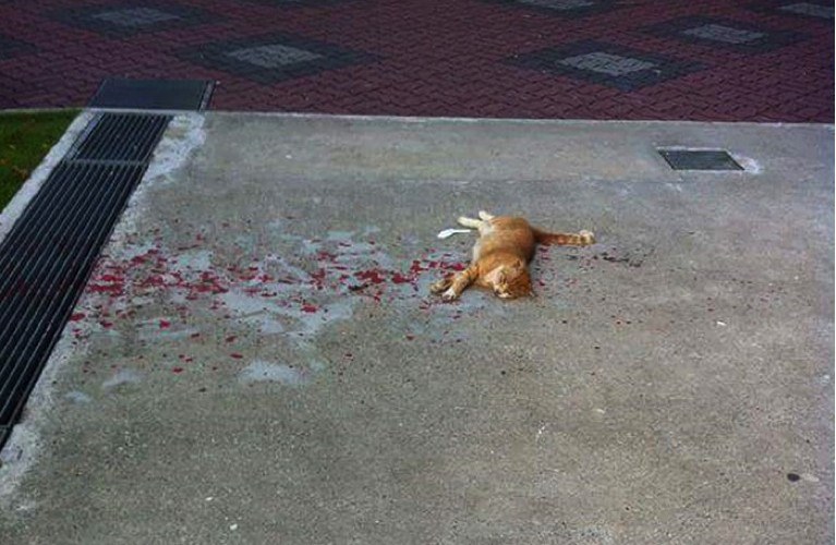 cat bleeding featured