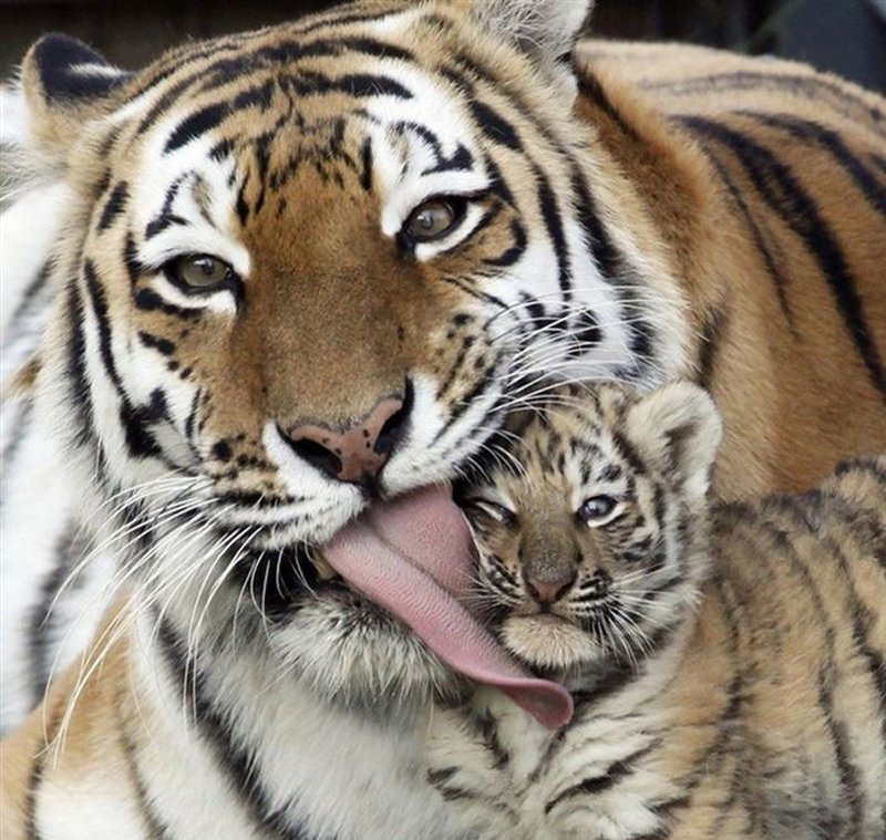20-adorable-examples-of-animal-parenting-5
