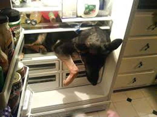 checking fridge