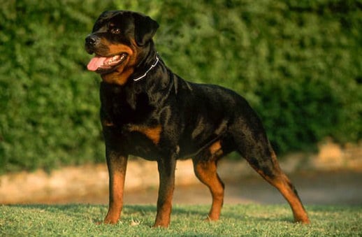 rottweiler1