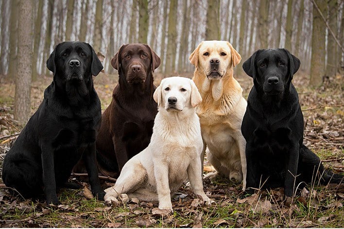 labrador-retriever-03