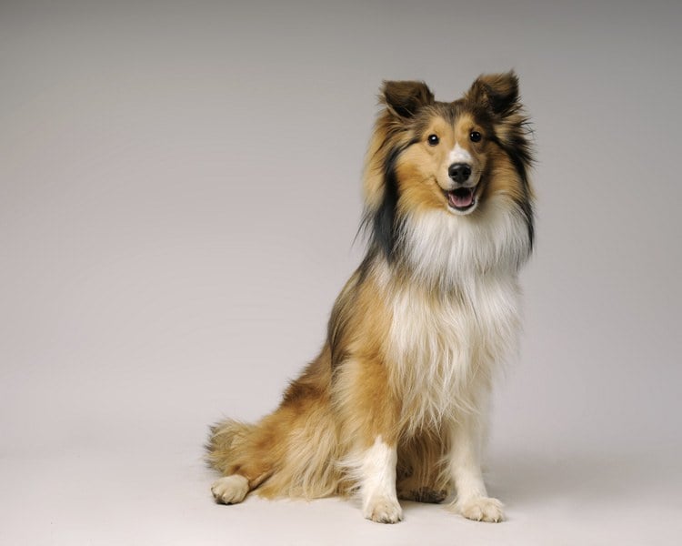 Shetland-Sheepdog