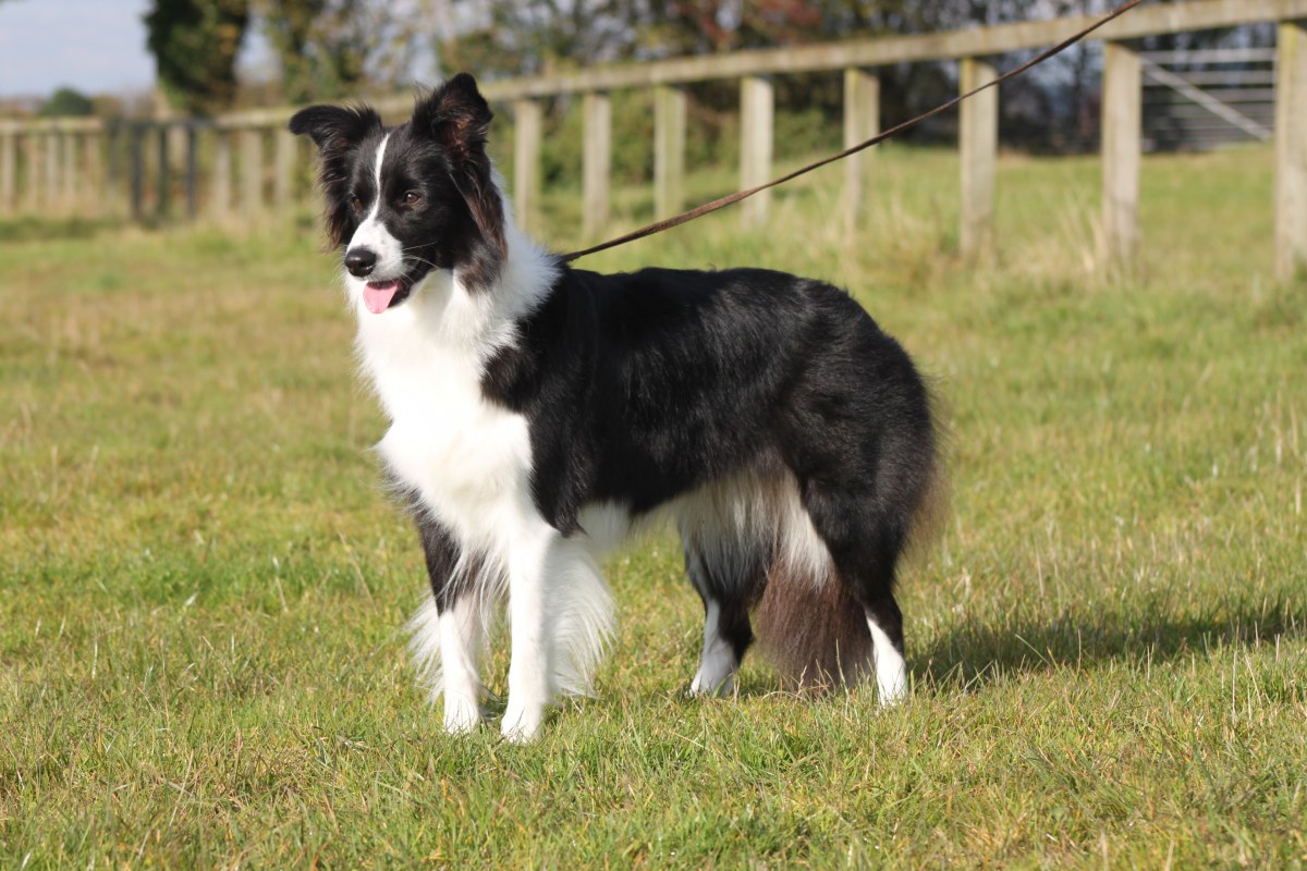 Animals___Dogs_Border_Collie_on_a_leash_051161_