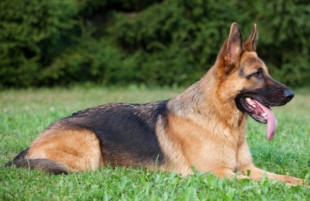 GermanShepherd