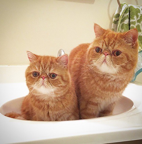 แมวพี่น้อง Seamus และ Angus