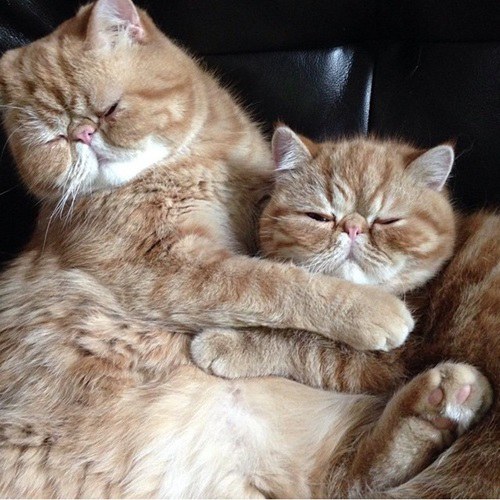 แมวพี่น้อง Seamus และ Angus