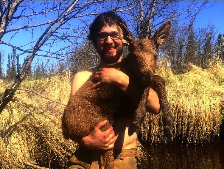 moose rescue featured