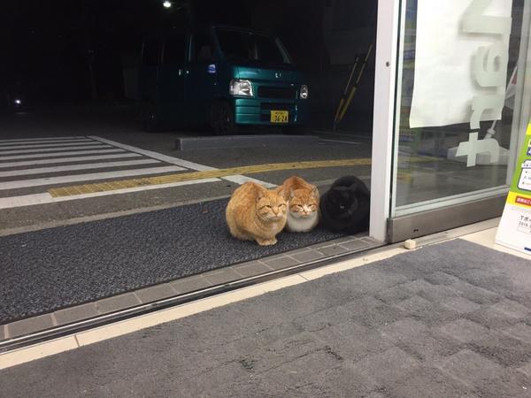 แมวญี่ปุ่น ไม่ยอมล้ำเส้นเข้าร้านสะดวกซื้อ
