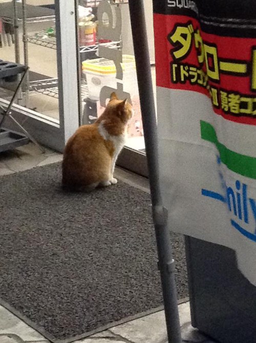 แมวนั่งหน้าร้านมินิมาร์ท