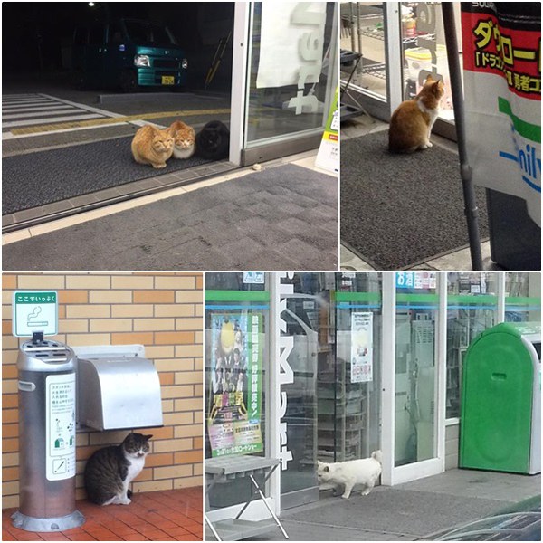 แมวญี่ปุ่น