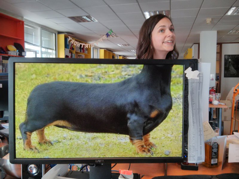 coworkers-add-their-heads-to-animals-on-desktop-backgrounds-12