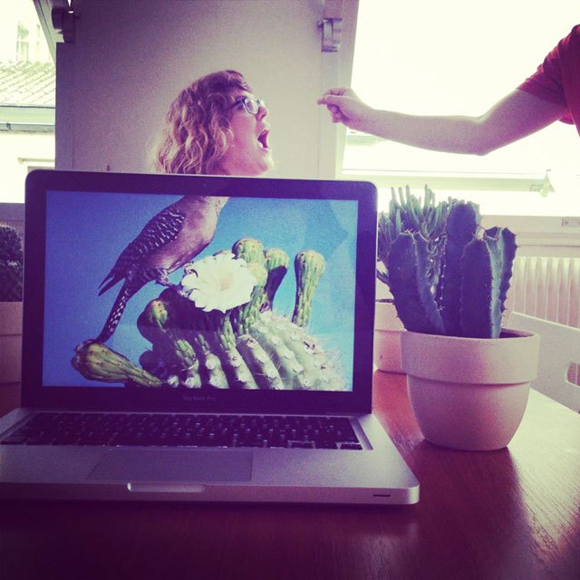 coworkers-add-their-heads-to-animals-on-desktop-backgrounds-9