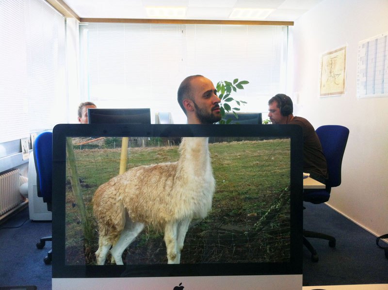coworkers-add-their-heads-to-animals-on-desktop-backgrounds-7