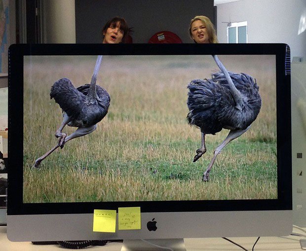 coworkers-add-their-heads-to-animals-on-desktop-backgrounds-29