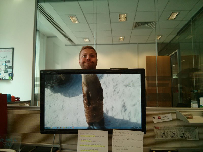 coworkers-add-their-heads-to-animals-on-desktop-backgrounds-19