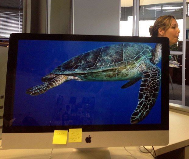 coworkers-add-their-heads-to-animals-on-desktop-backgrounds-28